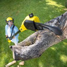 Best Sod Installation  in Wharton, TX